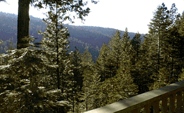 Yosemite's Top of the Pines